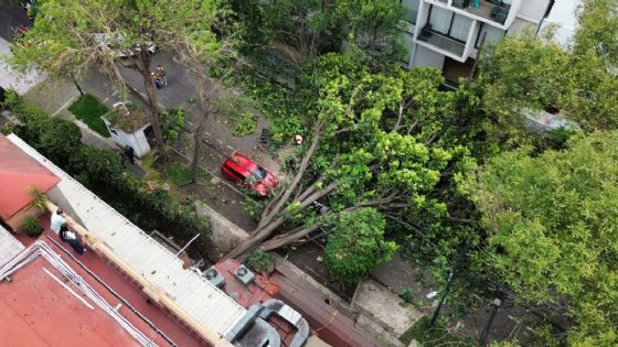 Foto de: Fuertes lluvias en CDMX provocan caída de árbol en Polanco que aplastó 3 autos y dañó un muro