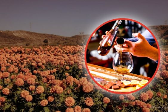 Prepara un delicioso licor de cempasúchil y mandarina para este Día de Muertos | RECETA