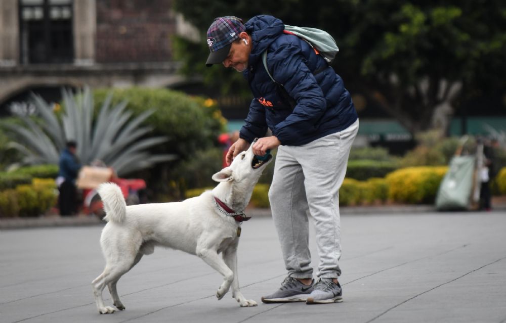 Hasta 70 mil pesos de multa y 36 horas de arresto por hacer estas 3 cosas con tus mascotas en CDMX