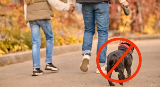 Multarán con más de 4 millones de pesos a quienes dejen a sus mascotas solas en estos lugares, según la Ley de Bienestar