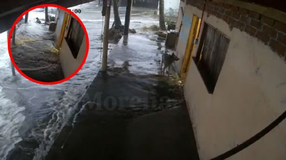 VIDEO: Enormes olas casi arrastran a un perrito durante el paso del huracán Polo en Michoacán; así logró salir