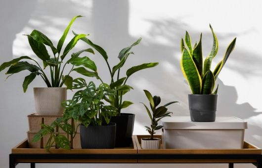 ¿Cuáles son las 7 plantas que no necesitan sol y que pueden crecer en la sombra de tu hogar?