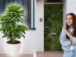 La planta que el feng shui recomienda poner en la entrada de tu casa para llenarla de vitalidad