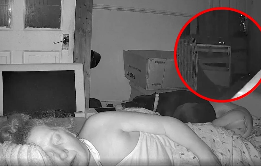 Mujer pone cámara porque sus perritos no la dejaban dormir y descubre algo ATERRADOR en su cuarto