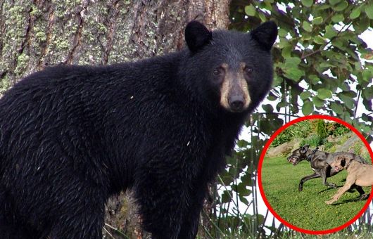 Video viral: perros enfrentan a un oso negro gigante en el patio de una casa en Montana