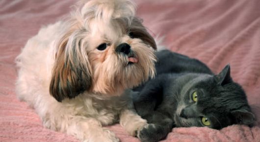 Ya está en vigor la ley que prohíbe criar perros y gatos sin registro oficial: las multas son millonarias