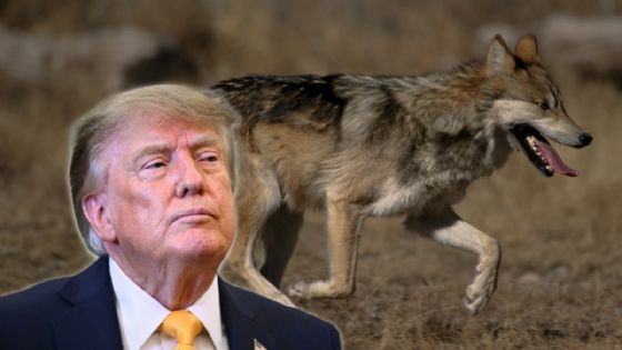 Foto de: Orden de Trump amenaza esfuerzo binacional que devolvió al lobo mexicano a Durango