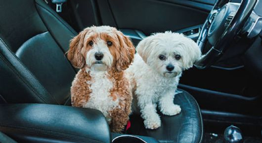 Ya entró en vigor la Ley de Bienestar Animal que prohíbe dejar perros y gatos solos dentro del auto