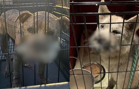 Extraen cerca de 700 púas de dos perros tras una dolorosa pelea con un puercoespín